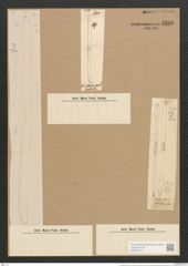 Nitzschia obtusa W. Sm. (de-Toni-Nr.: Genus 47, Species 2107) Zeichnungen Sammlung Grunow Nr. 4209 (NHMW-BOT-W0372142)